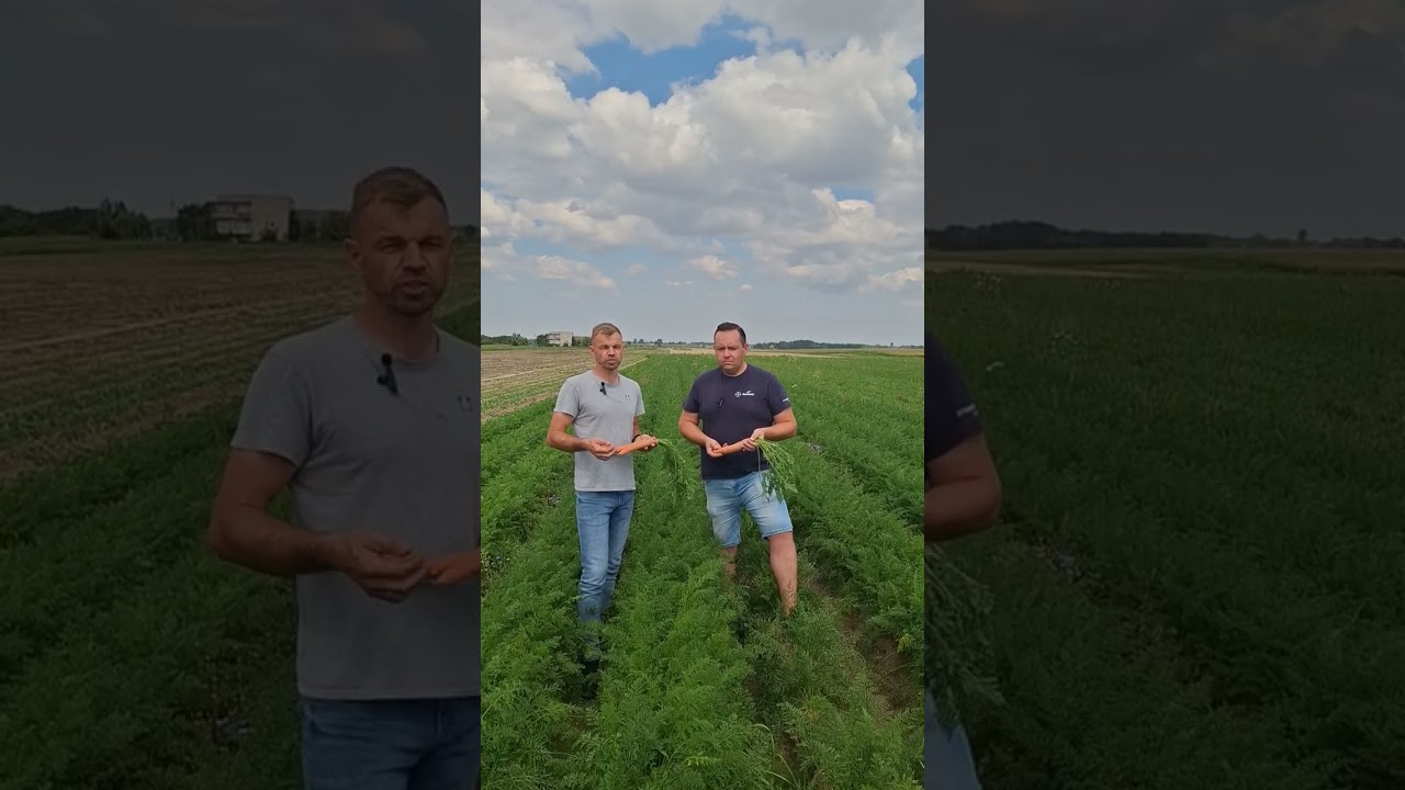 Uprawa marchwi - dobór odmian, ochrony i nawożenia w technologii Yara i Bayer Seminis