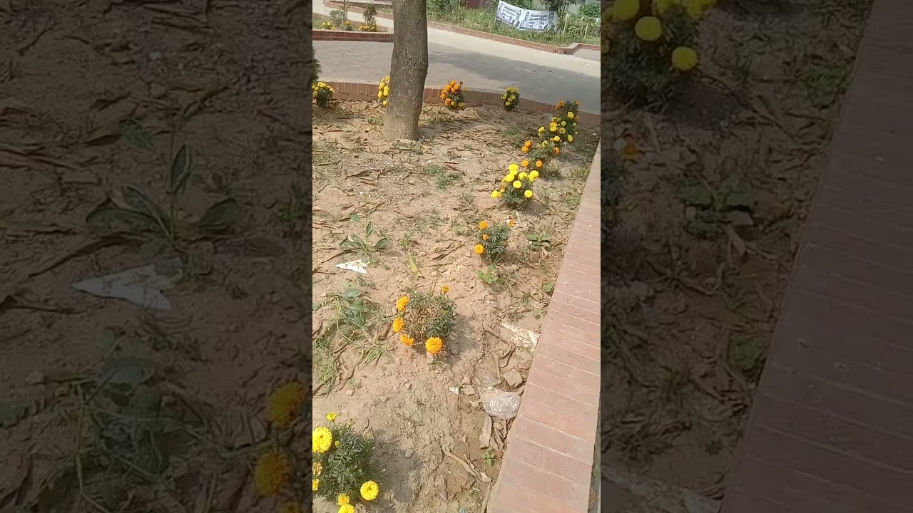 ফুলের বাগান বিশাল বড় বড় বিল্ডিং দেখতে কেমন লাগছে আমাকে কমেন্ট করে জানান