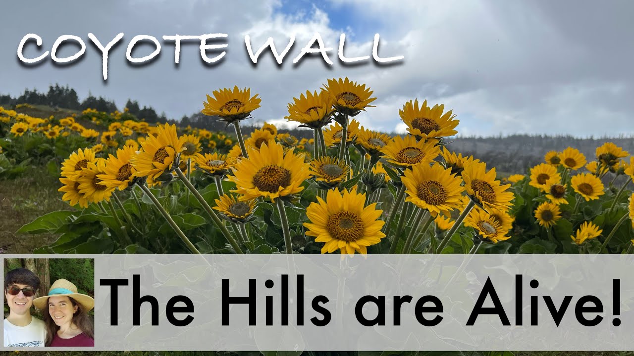 Coyote Wall | Columbia River Gorge Wildflowers