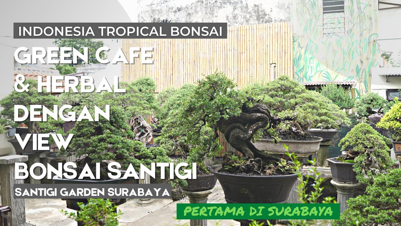 Cafe Bonsai Pertama di Surabaya dengan pemandangan Bonsai Bonsai Santigi Super | SANTIGI GARDEN
