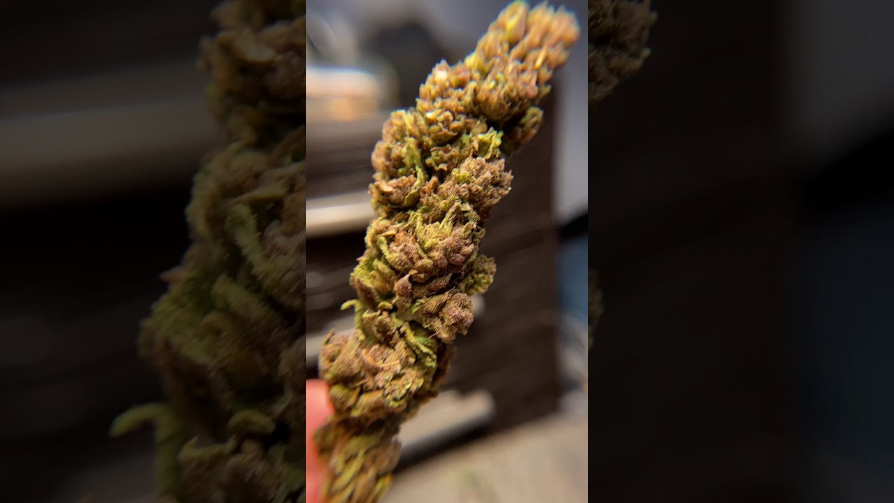 Abacus #5 - BackWoodz CBD