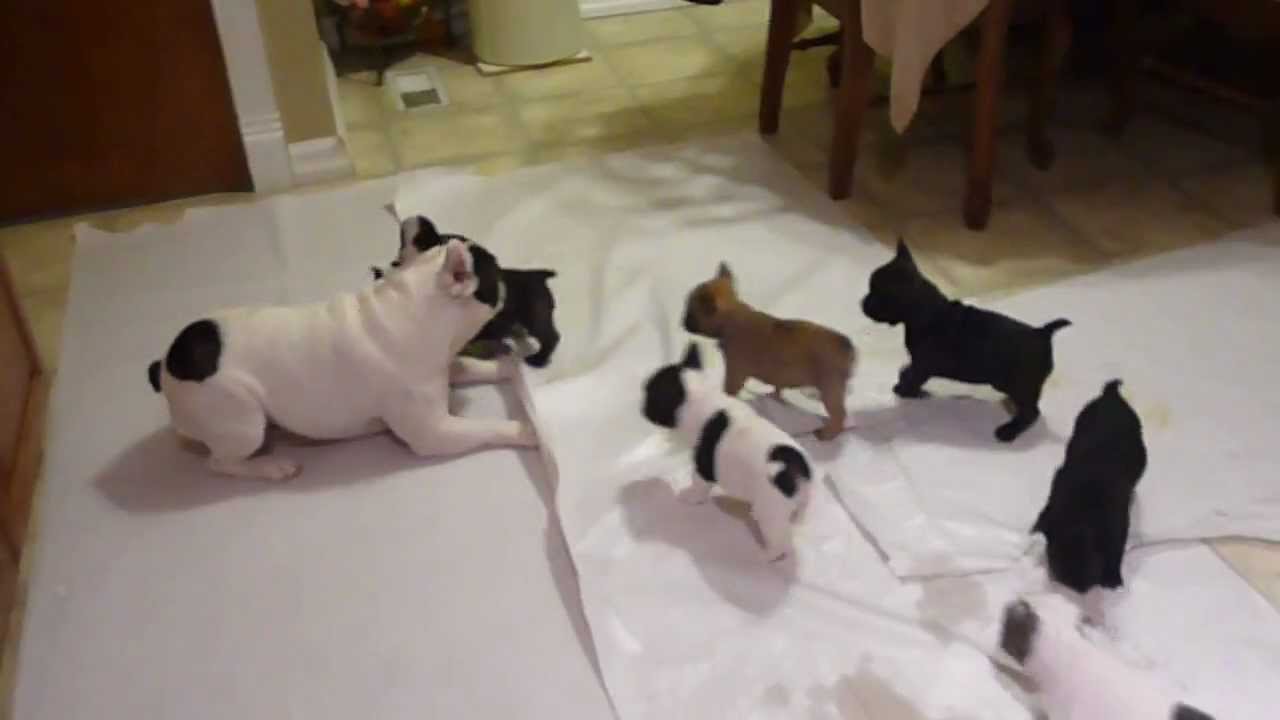 French bulldog playing with his pups