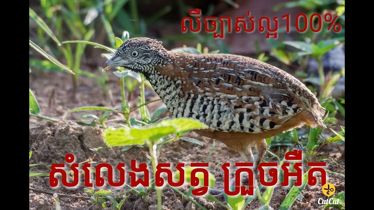សំលេងសត្វ ក្រួចអឺត លឺច្បាស់ 100% Good sound 100%