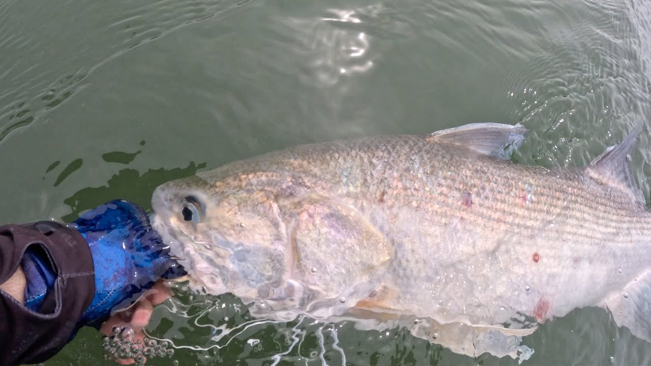 Average Weather - Good Fishing! | Brisbane River!