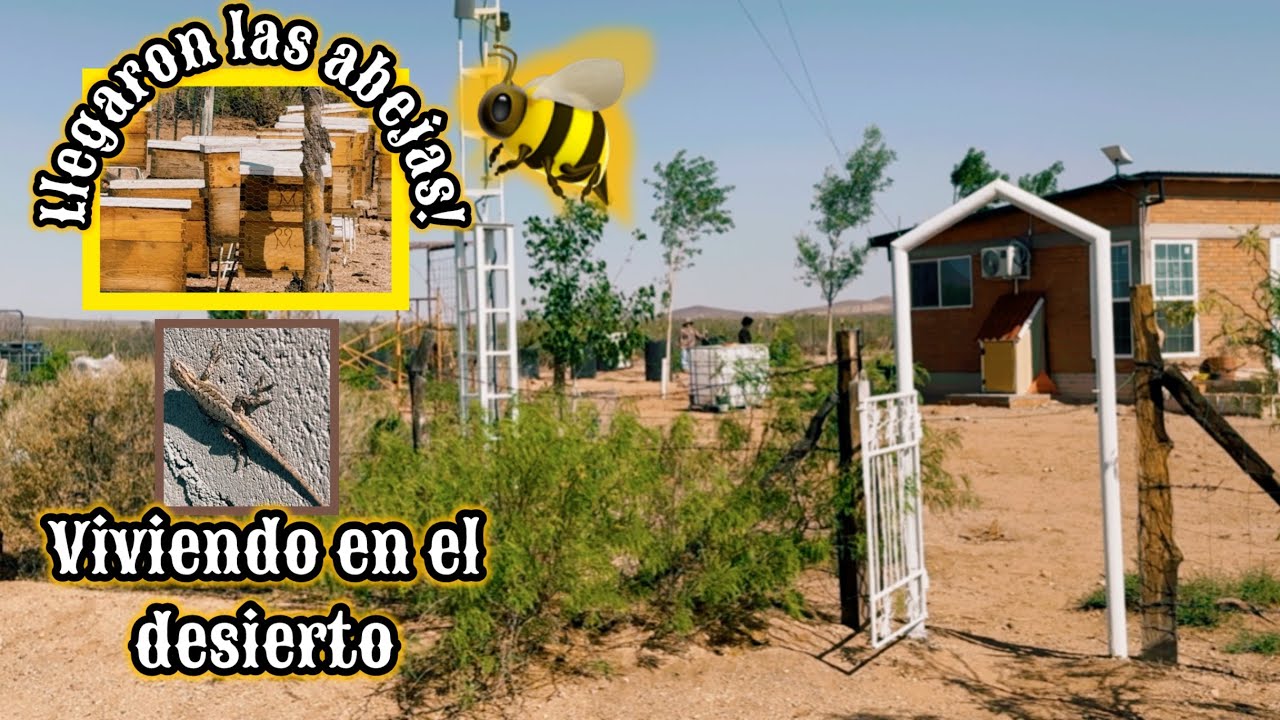184~ LLEGARON LAS ABEJAS+BUENAS NOTICIAS ESTAN RETOÑANDO🔥 #campo #vlog