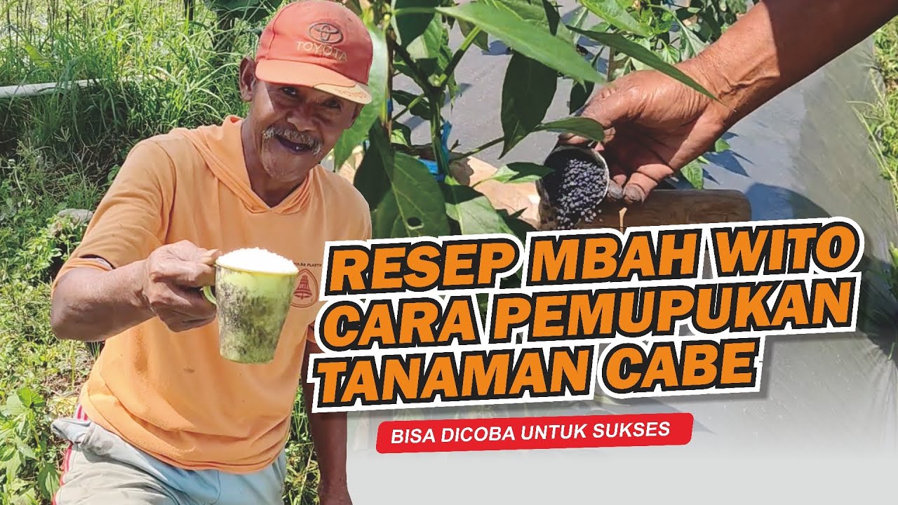 cara pemupukaan tanaman cabe agar tumbuh maksimal versi mbah wito