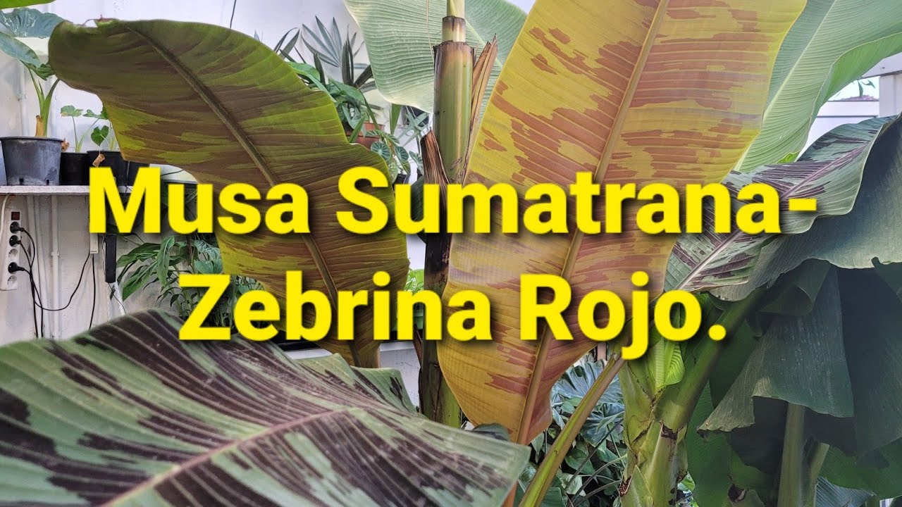 530#.Musa Sumatrana- Zebrina Rojo. 4.10.2021