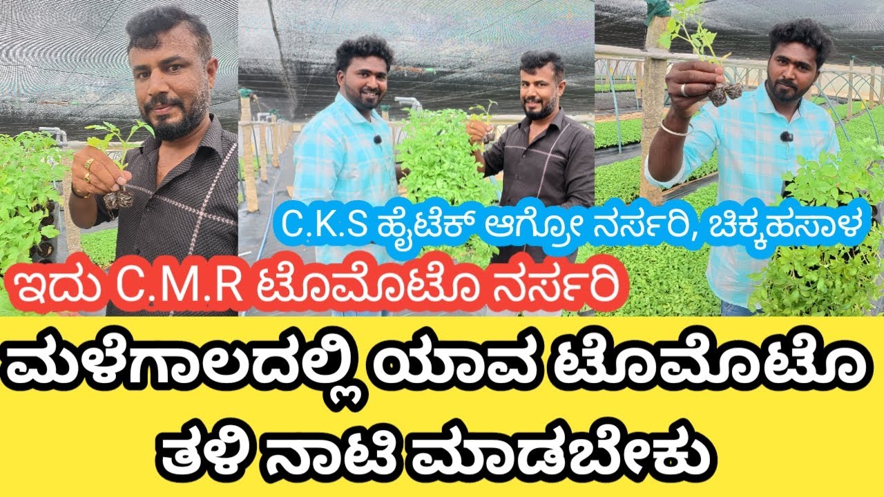 || best ಮಳೆಗಾಲದ tomato seeds || 🍅 ಯಾವ ಟೊಮೆಟೊ ತಳಿ ನಾಟಿ ಮಾಡಬೇಕು ಮಳೆಗಾಲಕ್ಕೆ ಅನ್ನುವುದರ ಬಗ್ಗೆ ಮಾಹಿತಿ || 👍