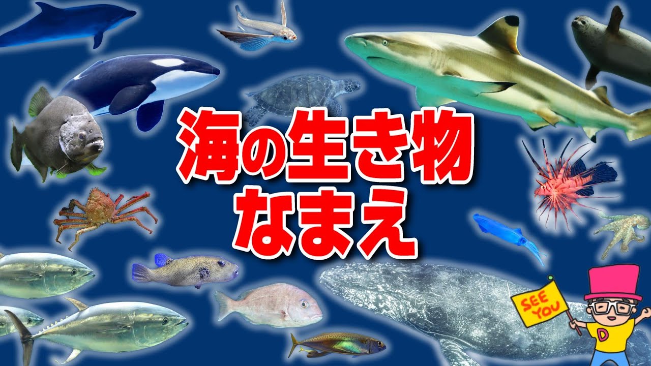 【海の生き物】さかなの名前ずかん20種！写真で覚える〈サメ・たこ・くじら・いるか・まぐろ〉【ひらがな 幼児向け 子ども向け】 日本語 Hiragana bug Japanese　知育フラッシュカード