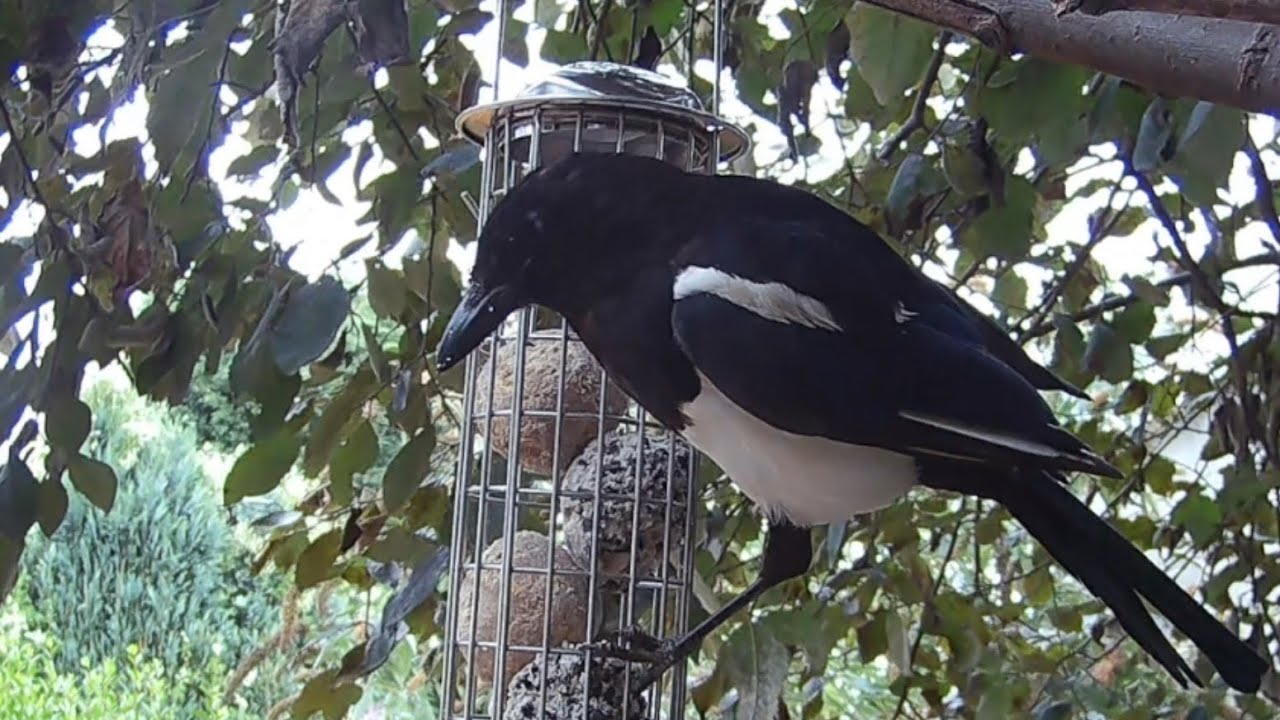 A magpie feasting on the fat ball bird feeder, such fabulous looking birds aren&rsquo;t they