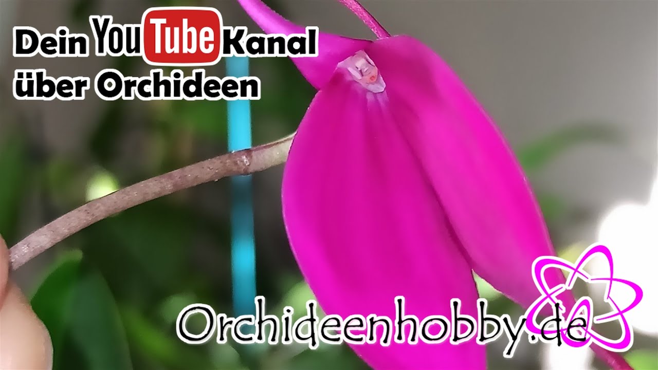 Ein Muss für jede Fensterbank: Masdevallia coccinea in leuchtendem Pink