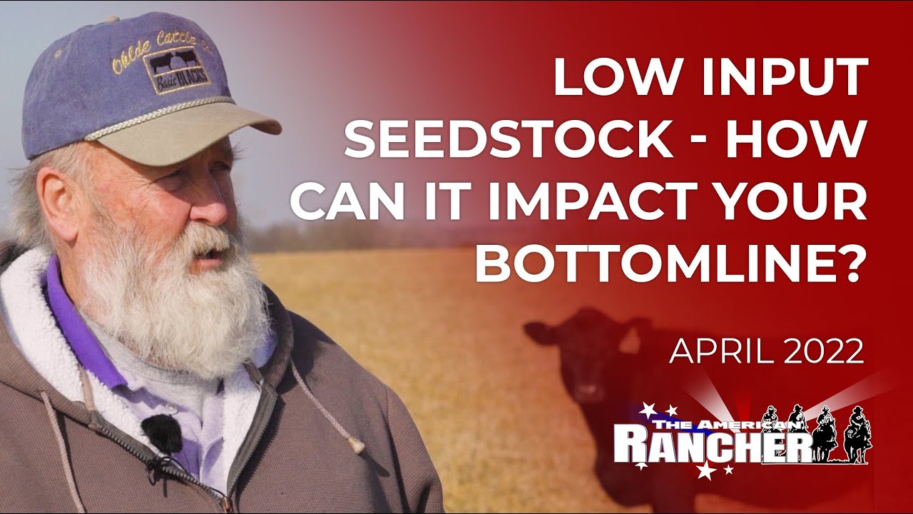 Low Input Seedstock - How Can It Impact Your Bottomline? | The American Rancher