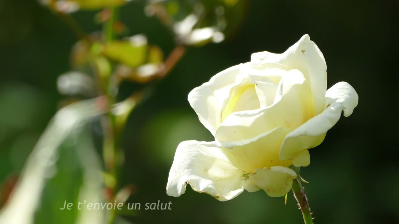Robert Schumann: Aus den östlichen Rosen, op 25 Nr 25, 