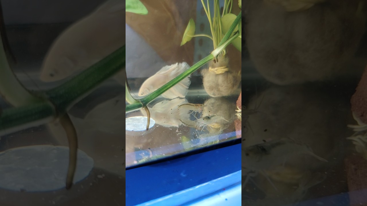 I put 2 Amano Shrimps in my Betta tank | PET SOCIETY