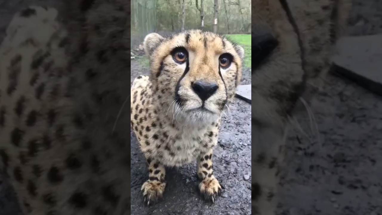 cheetah sound on!!#cheetah,#soundon,#shorts,#lionroarsound,#youtubeshorts,#cheetahvoice.