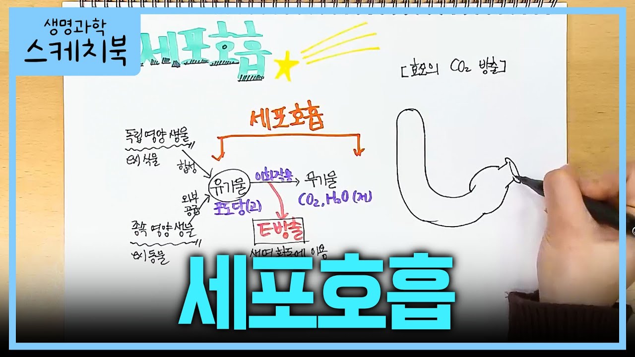 너무 중요한 '세포호흡' 8분 요약✍🏻 | 생명과학 1 기초개념 | #박소현의생명과학