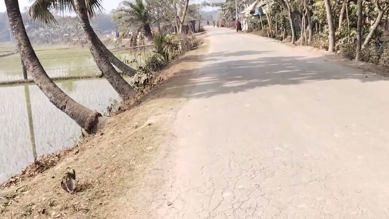 গ্রামীণ কৃষকের সোনালী ফসল- ৩০ জানুয়ারী, ২০২৬
