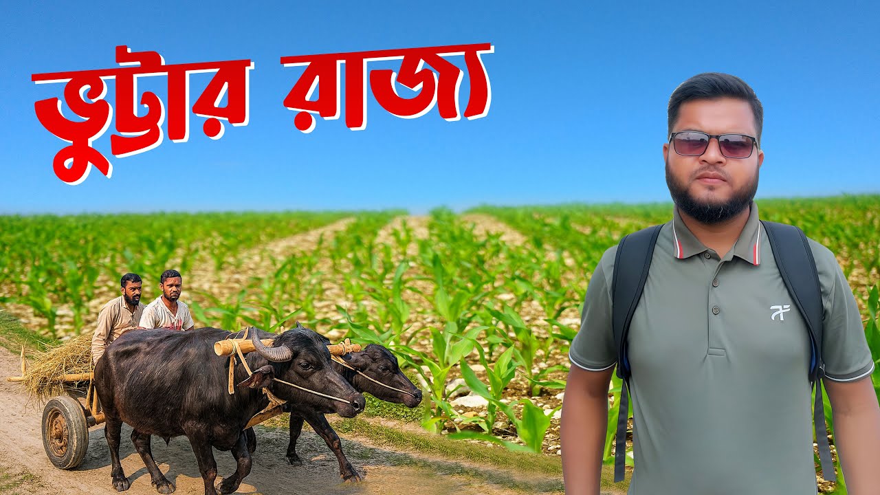 তিস্তার চর হাজার বিঘা ভুট্টার রাজ্য | চর বিছনদই মহিষের গাড়ি একমাত্র বাহন এখানে | Pervesh Babu Vlogs