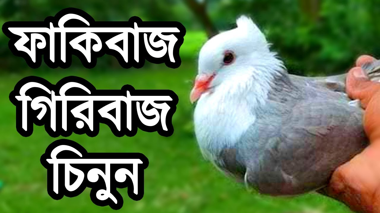 আসল গিরিবাজ কবুতর সম্পর্কে জেনে নিন | অধিক লাভজনক কবুতর পালন পদ্ধতি | High Hlying Giribaz Pigeon