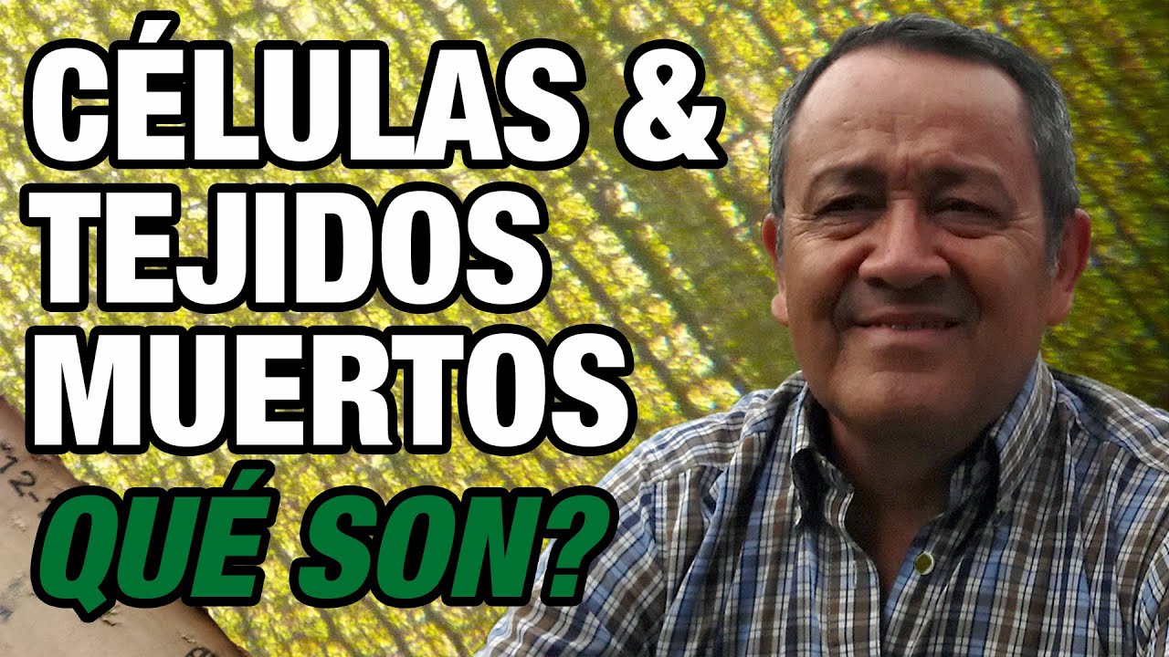 Qué son células y tejidos muertos