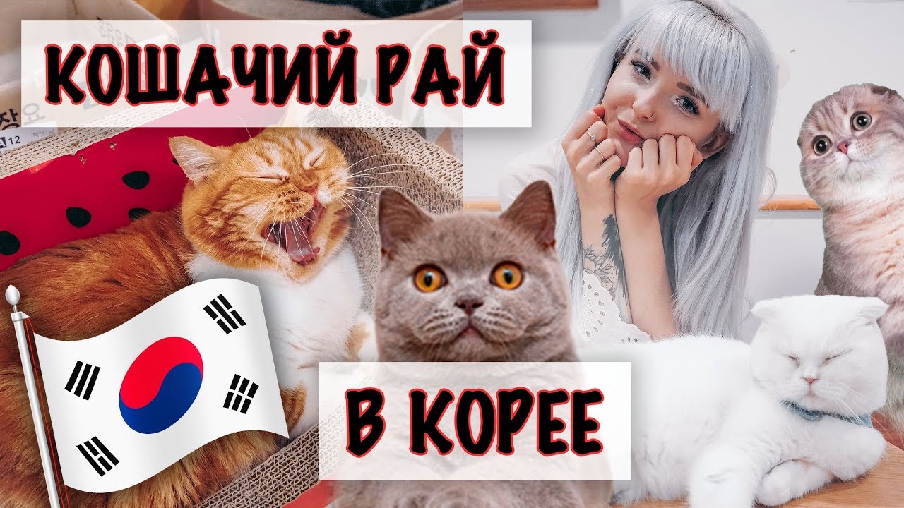 😻 МАКСИМАЛЬНО КОШАЧИЙ ВЛОГ ИЗ КОРЕИ! 😻