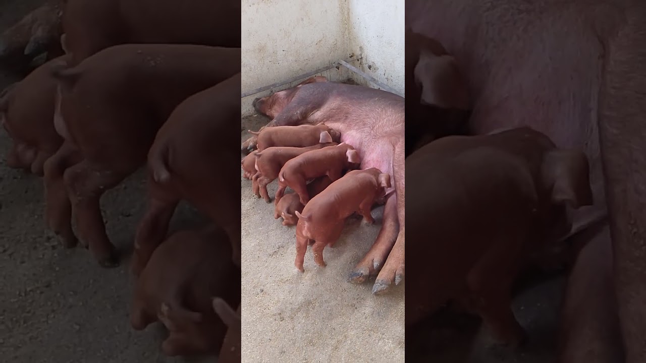 Duroc puro na fazenda HD criação 
