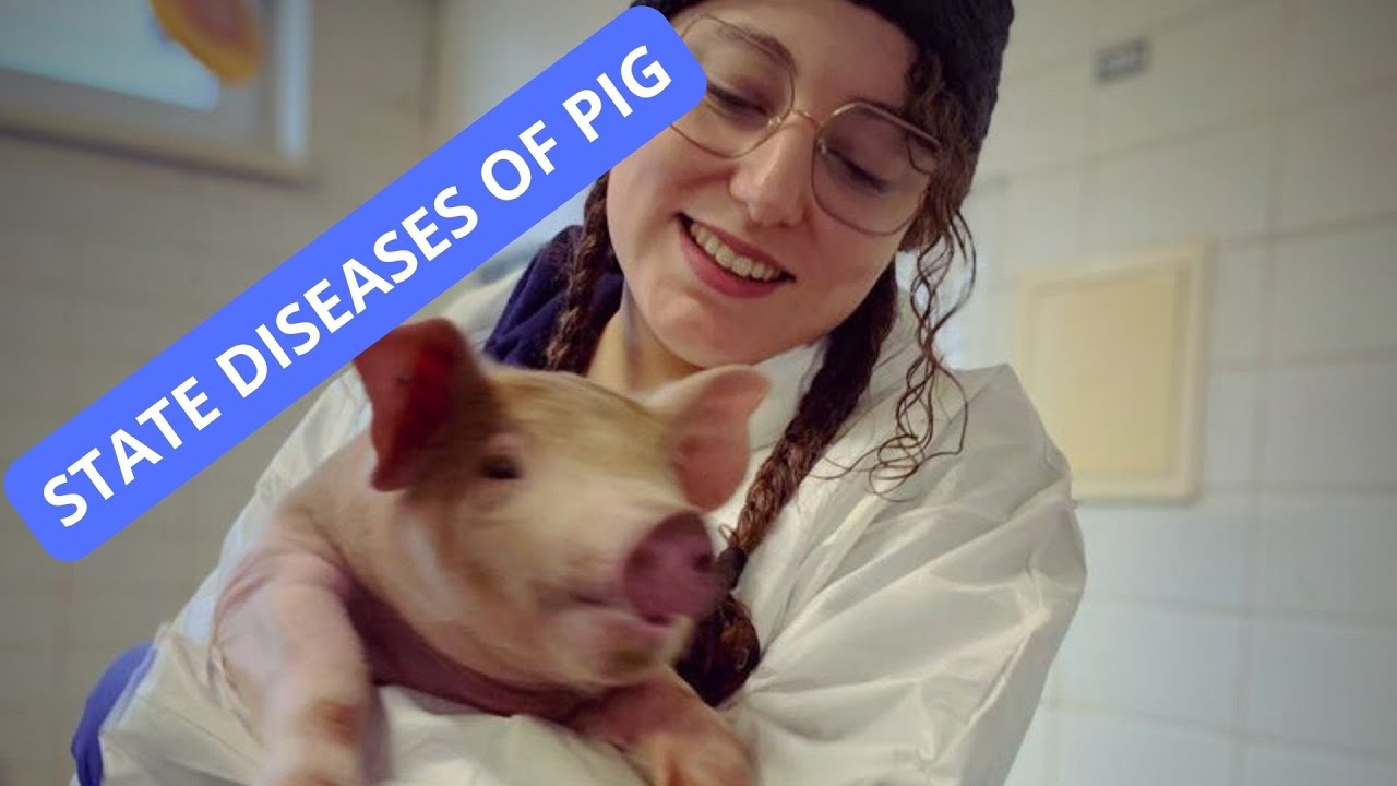 State diseases of pigs