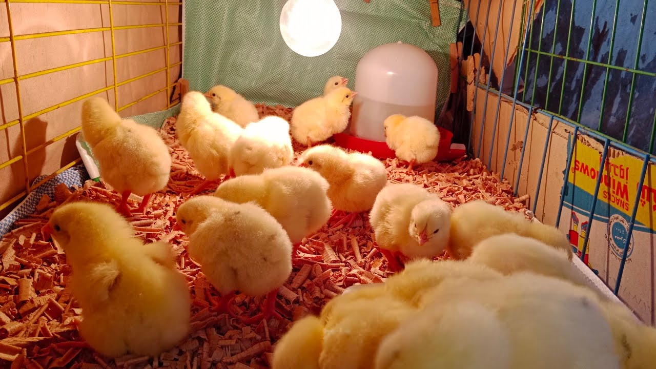 أول يوم دورة كتاكيت 🐤وجيبت  سلاكة أربعة أدوار الحقي هاتي دورة لرمضان كتوت شركات رخيص جدا 👍💪
