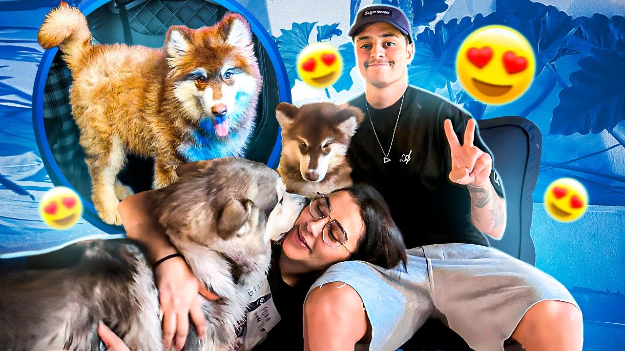 Nossa família AUMENTOU! | Malamute do Alasca 🐺