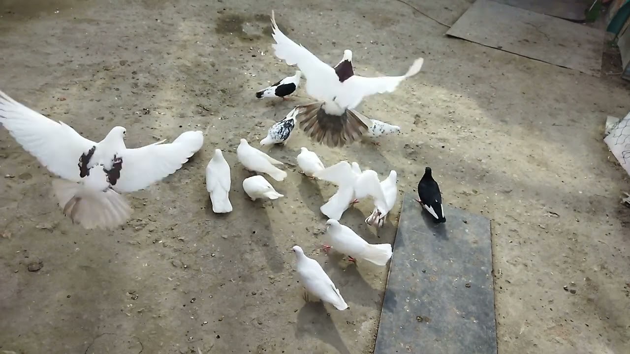 Maya Göyərçin Yumurtdamır , Nə Etmək Lazımdır? Bakı Göyərçinləri , Голубь Не Выносит Яйцо #keşfet