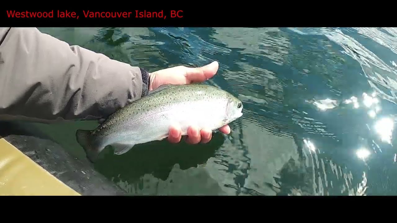 Lake Rainbow Trout Fly fishing, Westwood Lake, Nanaimo, Vancouver Island, BC, Canada