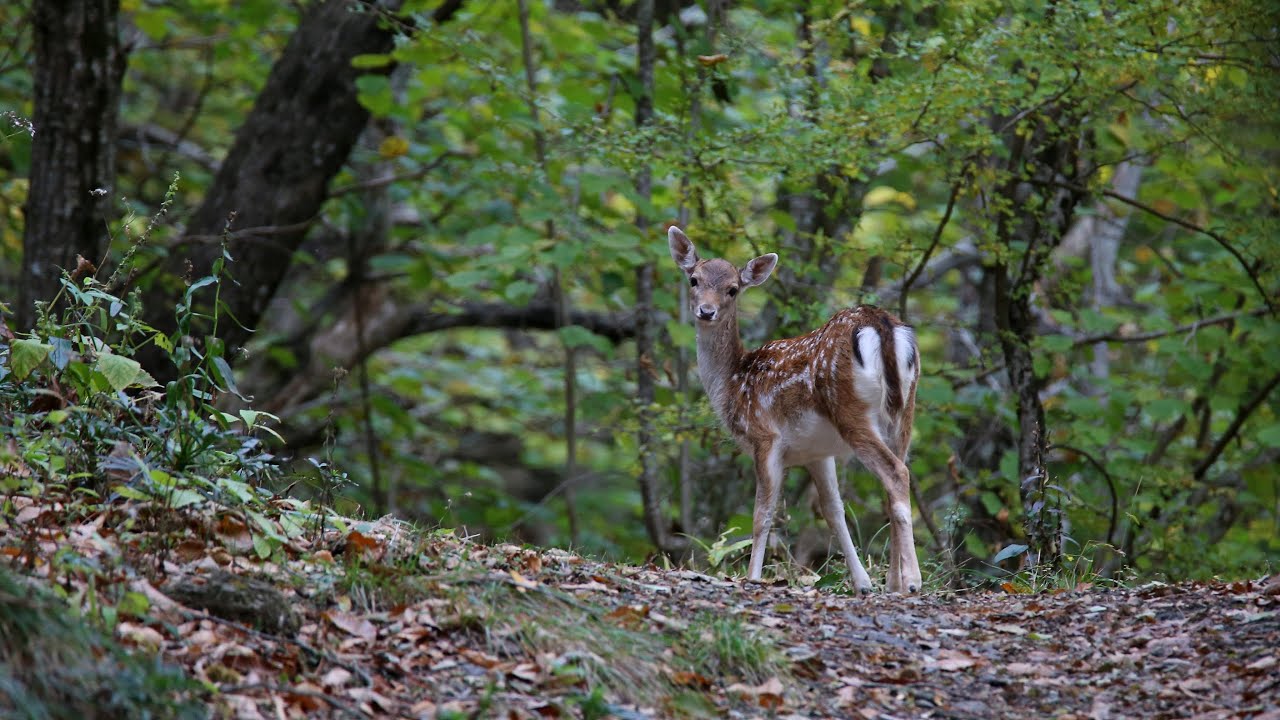 Daini al parco dell'Antola #liguria #genova #trekking