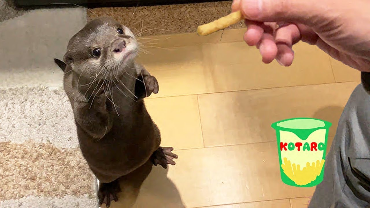 カワウソ コタロー　じゃがりこ食べてたら横にいた　Kotaro the Otter What’s that? Is it tasty?