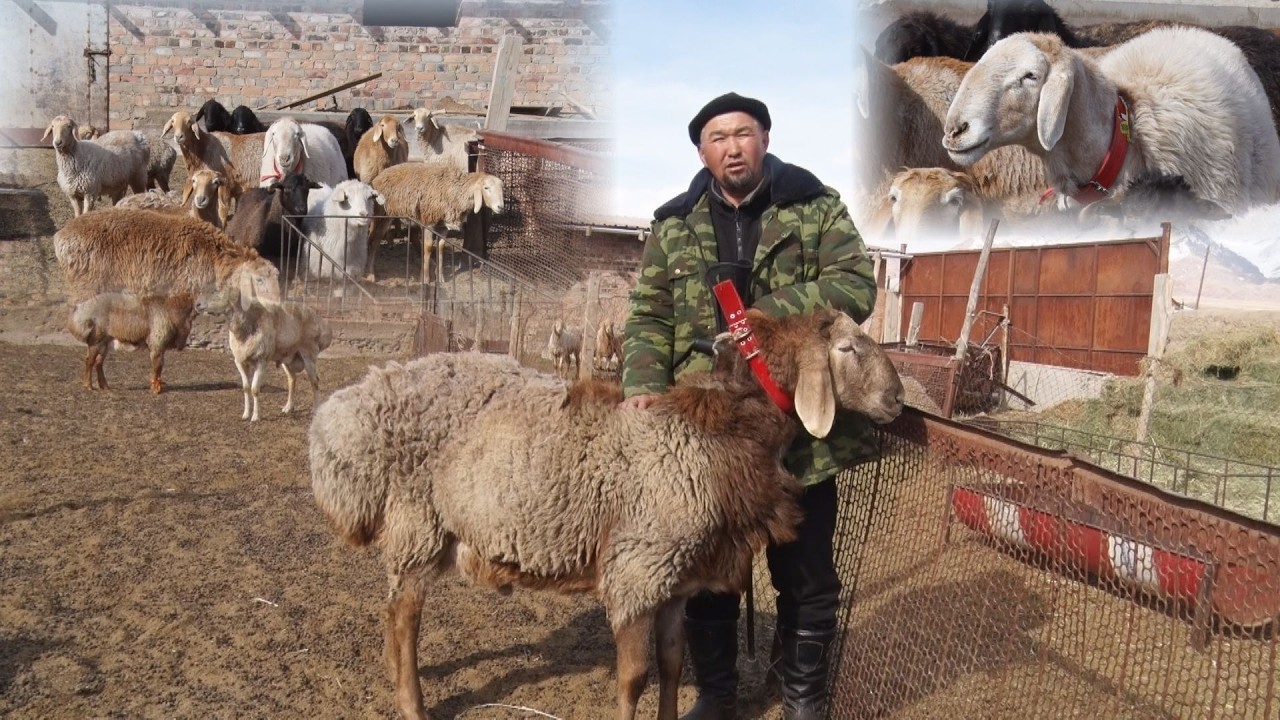 УТРК НАРЫН:СОЙСО ЭТТҮҮ, САТСА БААЛУУ АРАШАН КОЙУ