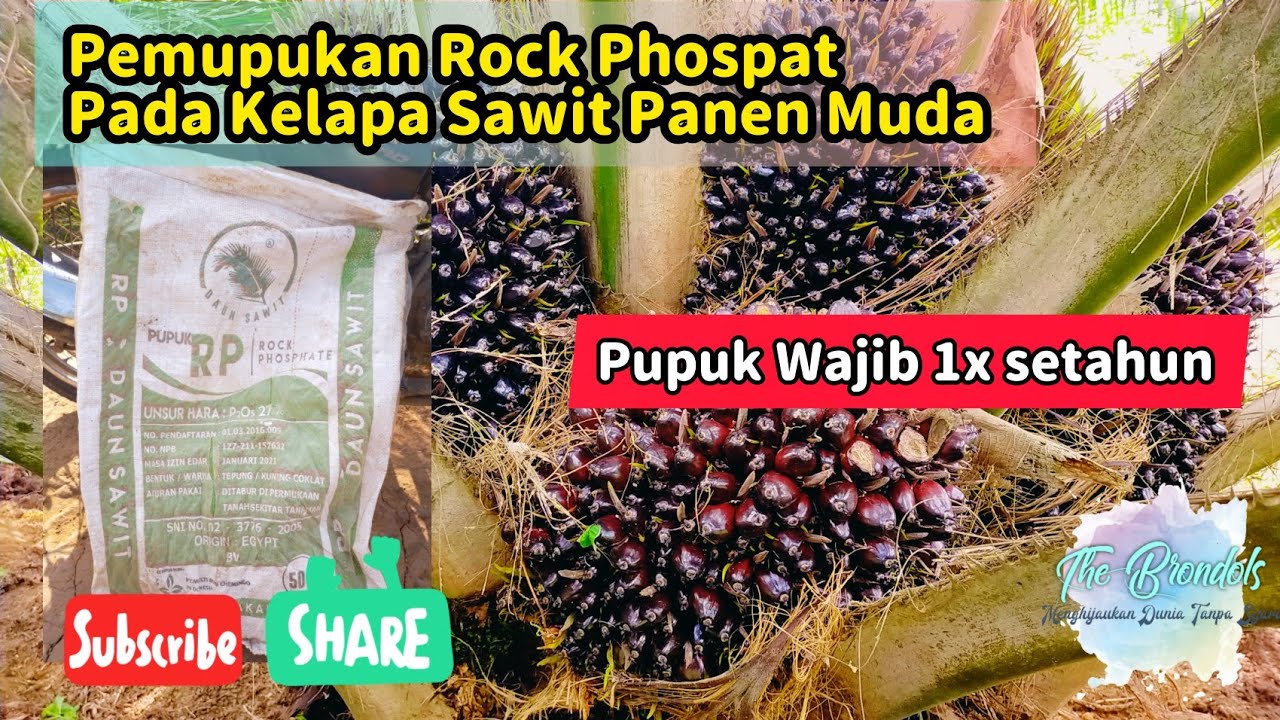 Pemupukan Rock Phospat (RP) Pada Kelapa Sawit Muda