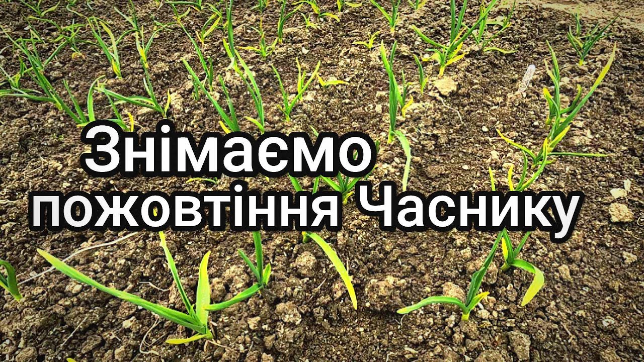 Озимий часник жовтіє що робити?