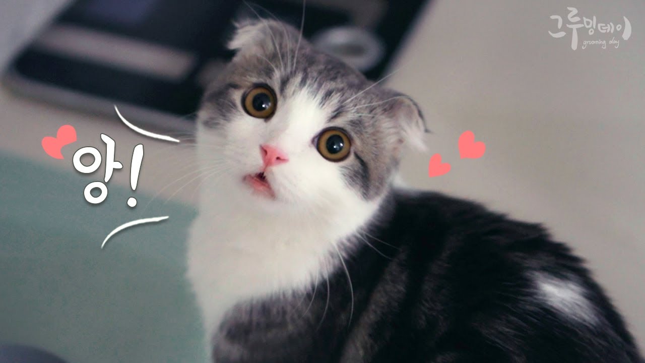 Кот, который отвечает милым голосом, когда я его зову.