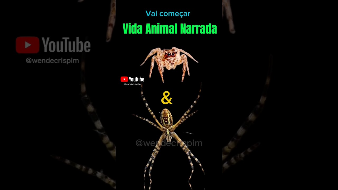 Short - Aranha Saltadora & Aranha Prata pt1 (Vida Animal Narrada)