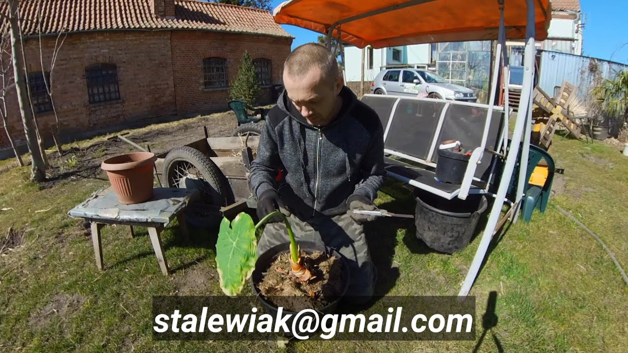 Kolokazja jadalna. Rozdzielanie bulw, uprawa w pojemniku, w gruncie ? Poradnik uprawy stalewiak.