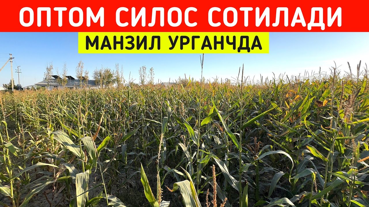 ОПТОМ СИЛОС СОТИЛАДИ МАНЗИЛ УРГАНЧДА !!! ХОРАЗМ БОЗОР 