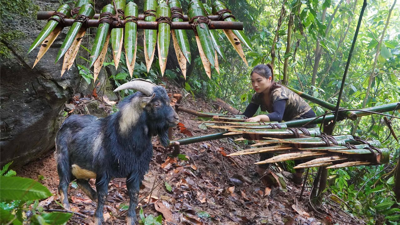 200 days of survival in the wild, trapping wild goats, trapping wild boars, survival alone