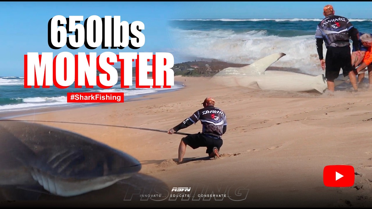 Targeting GIANT Sharks | ASFN Rock & Surf