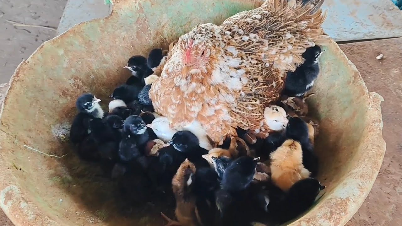 hen harvesting eggs to chicks 🐣  నాటు కోడి పిల్లలు