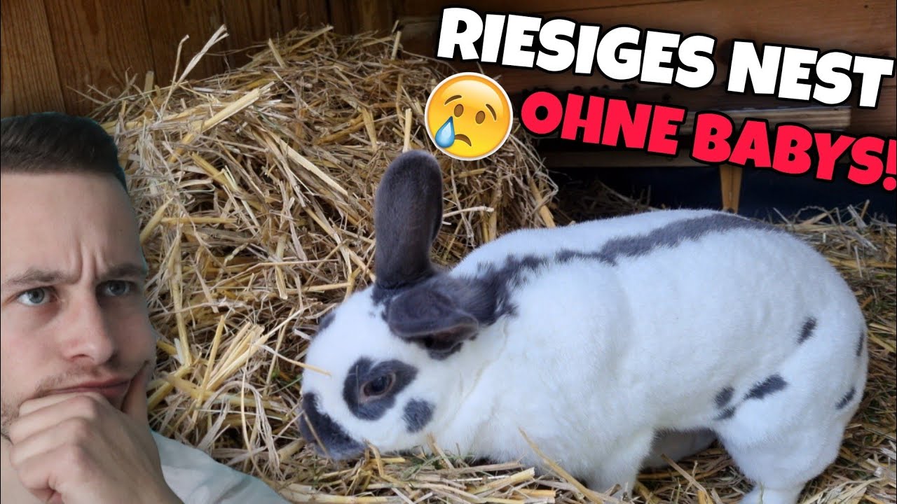 Riesiges Nest aber KEINE BABYS!..😔 PURE VERZWEIFLUNG... | Schustrich S 2.0 ⭐