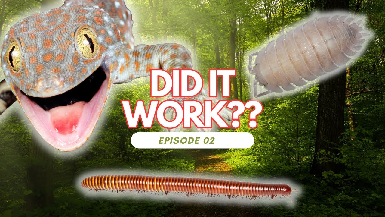 After the Build Ep.02 Tokay Geckos and Miniature Ecosystem! 