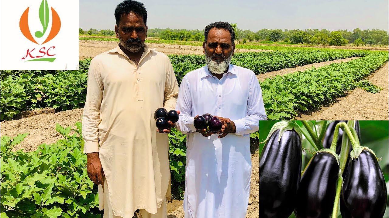 Black Beauty Brinjal Best Performence Ever Sakata Product )بینگن کی بھترین پیداوار)