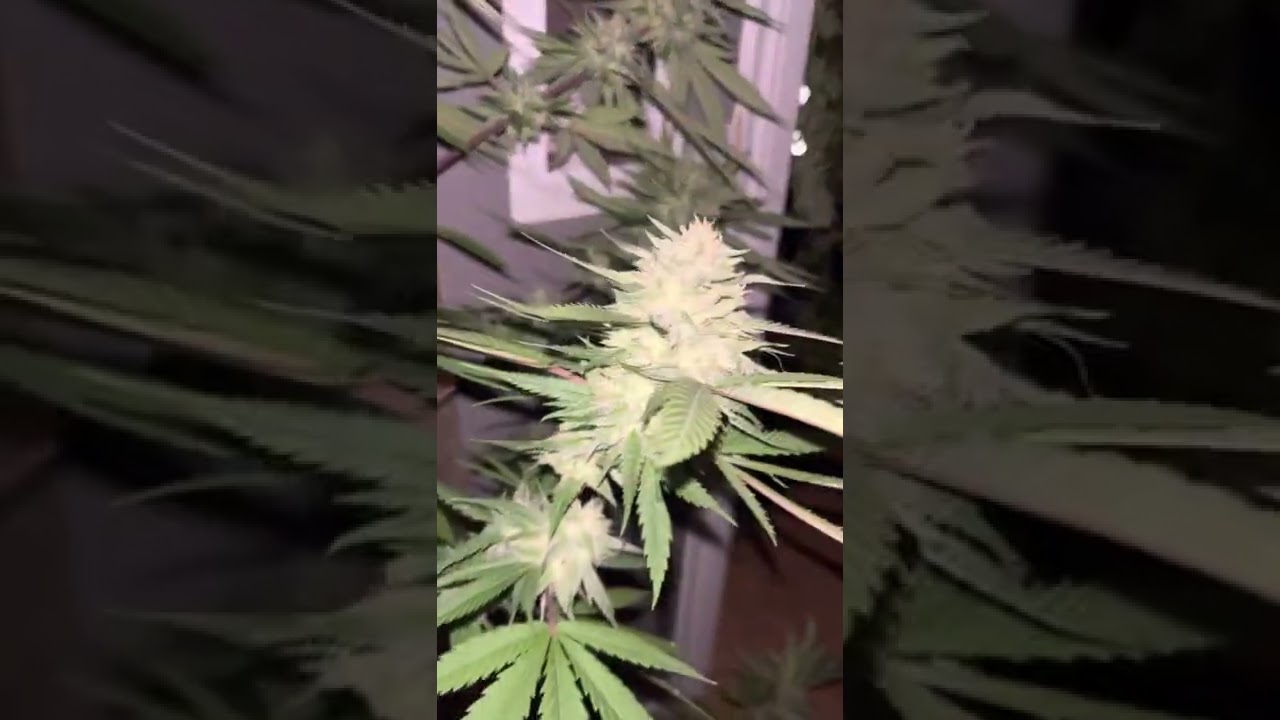 48 hours of darkness before harvesting. Huge difference in resin production. Before the 48 hours.