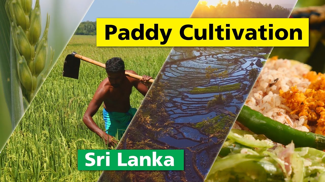 Paddy Cultivation | Sri Lanka