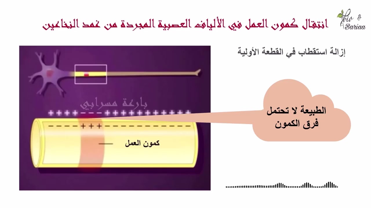 النقل في الأعصاب – الجزء الأول| انتقال كمون العمل في الألياف المجردة من غمد النخاعين مع بارعة مسرابي