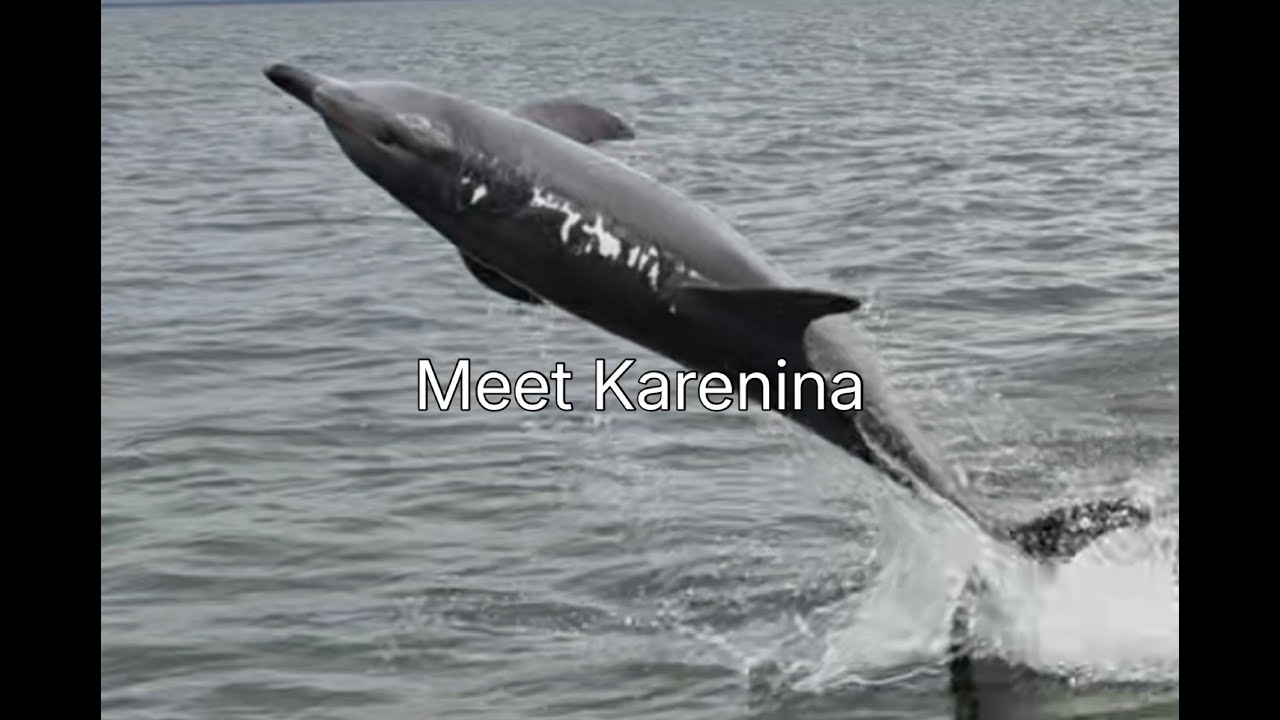 Meet Karenina 🐬💙